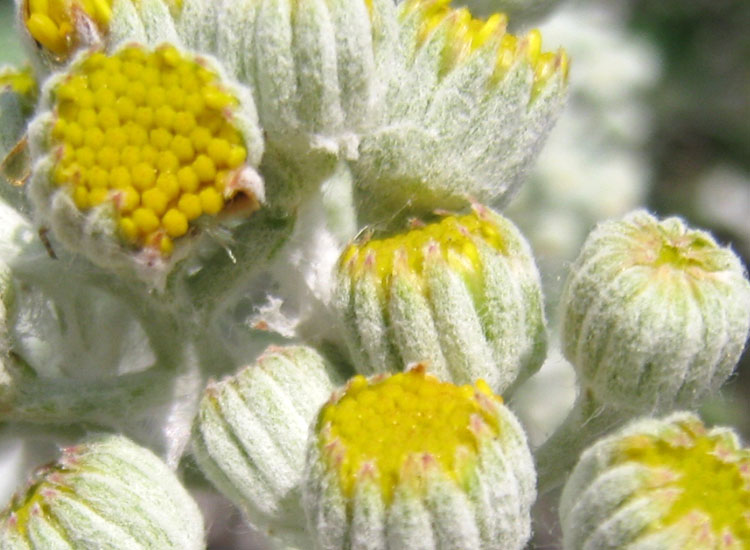 Euphorbia dendroides, Senecio cineraria e Sedum dasyphyllum